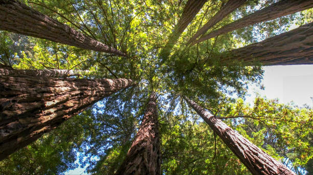 Trusted Jacksonville, AL Tree Services Experts