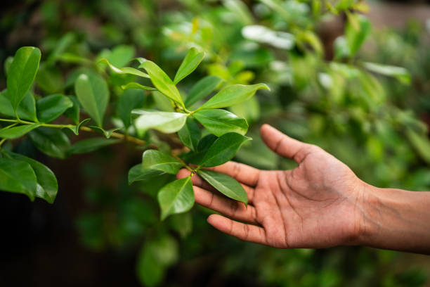 How Our Tree Care Process Works  in  Jacksonville, AL